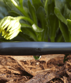 کم آبیاری به شیوه خشکی موضعی ریشه - راهکاری به منظور افزایش کارایی مصرف آب در باغات