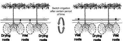 خیس و خشک شدن متناوب نیمی از ریشهها با اعمال مدیریت خشکی موضعی ریشه